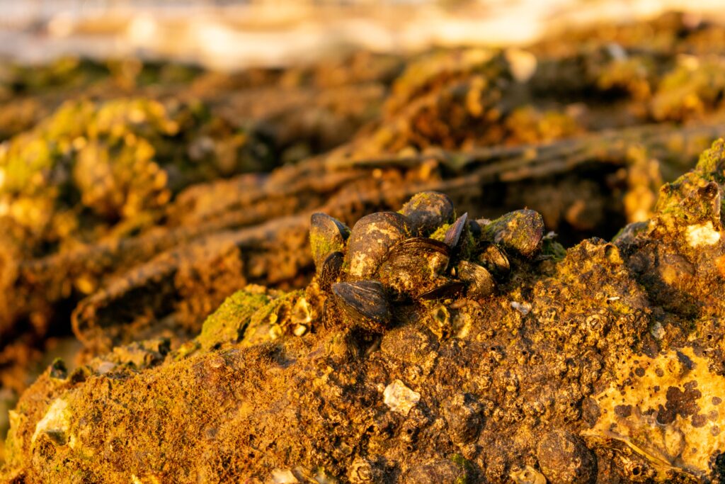 closeup shot of old seashells on the ground covered in dirt and moss under the sunlight